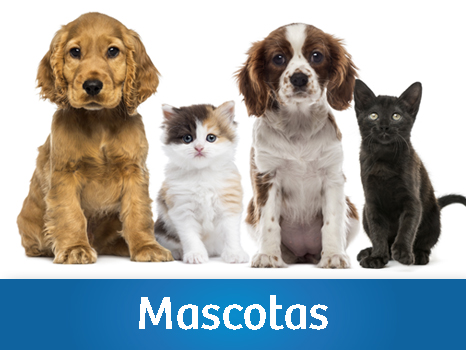 Mascotas